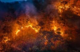 Incendies en Nouvelle-Aquitaine : Expertises Galtier mobilisé aux côtés des sinistrés